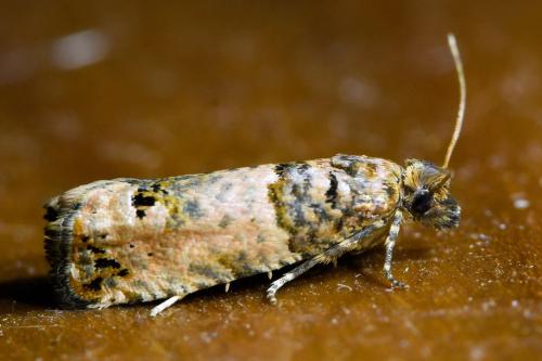 Notocelia incarnatana